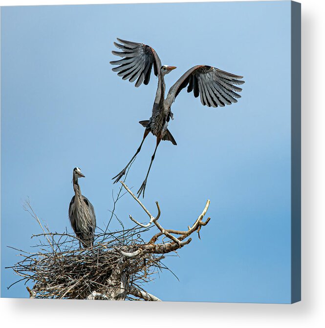 Stillwater Wildlife Refuge Acrylic Print featuring the photograph Great Blue Heron 18 by Rick Mosher