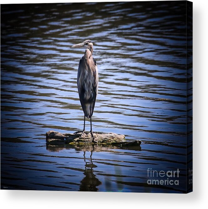 Heron Acrylic Print featuring the photograph Great Blue Heron by Veronica Batterson