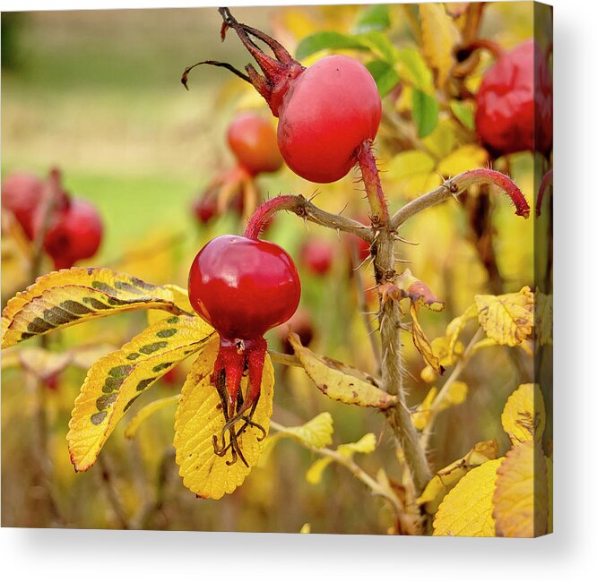 Halloween Acrylic Print featuring the photograph Halloween with a Rosehip. by Elena Perelman