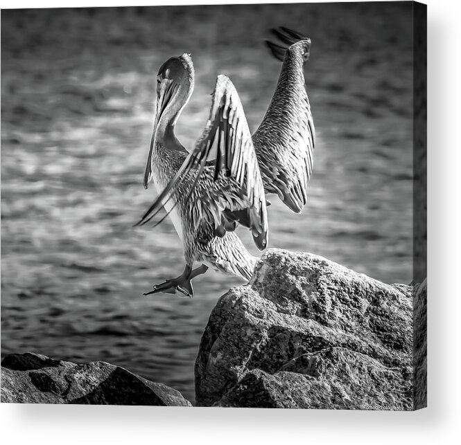Pelican Acrylic Print featuring the photograph Hopper The Pelican by Debra Forand