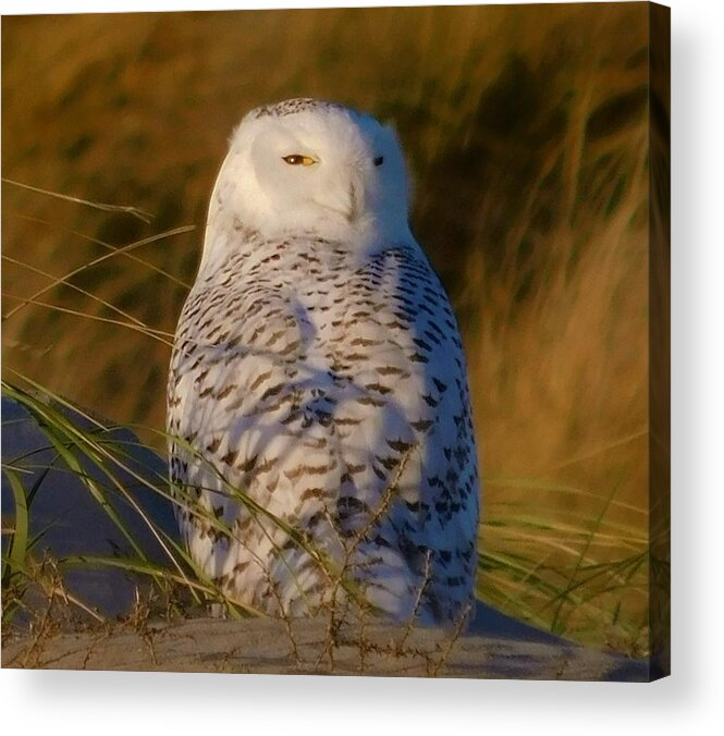- I Still See You - Snowy Owl Acrylic Print featuring the photograph - I still see you - Snowy Owl by THERESA Nye