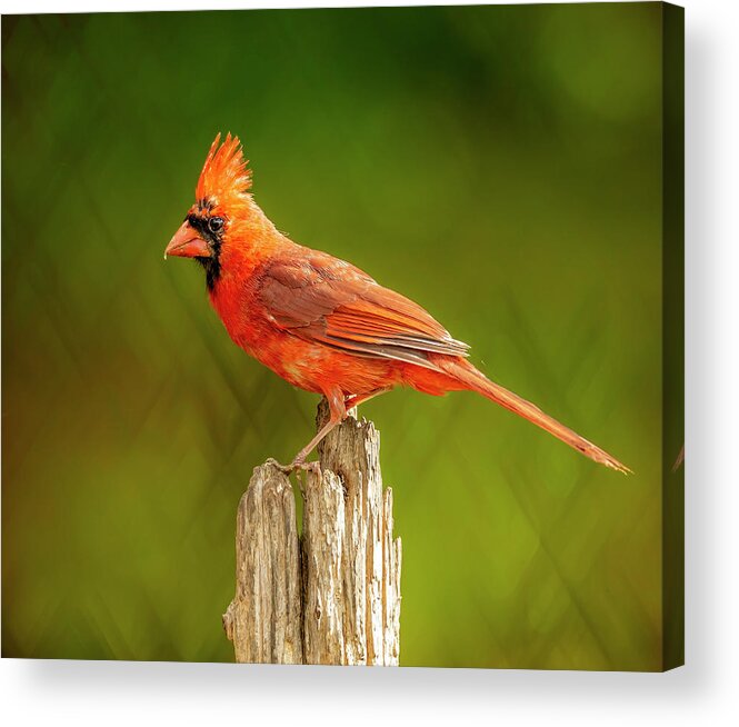 Bird Acrylic Print featuring the photograph Juvy Cardinal On Lime by Bill and Linda Tiepelman
