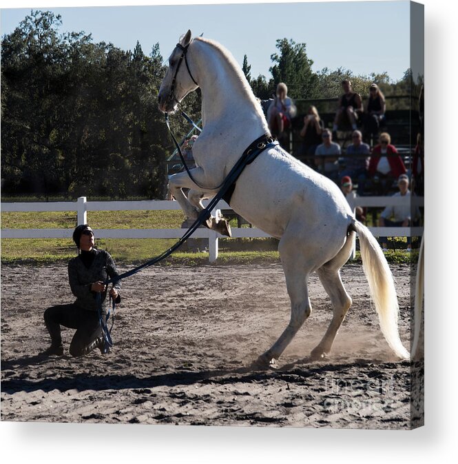 Lipizzan Acrylic Print featuring the photograph Lippizan Stallion Performing the Courbette by L Bosco