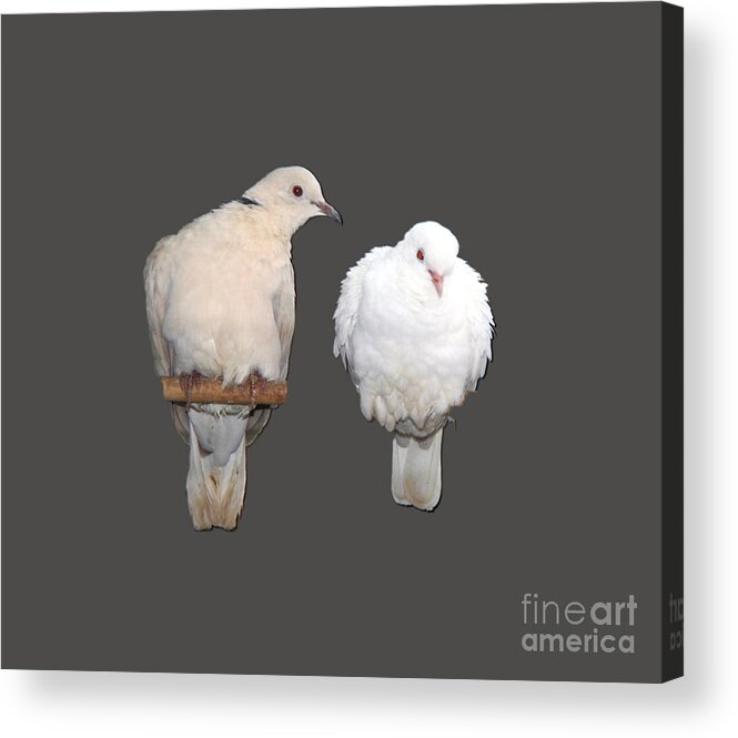 Dove Acrylic Print featuring the photograph Love at frist sight by Andrea Lazar