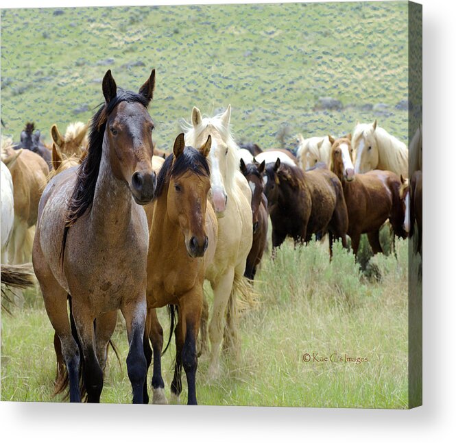 Horse Acrylic Print featuring the mixed media Mare and Foal Lead the Way by Kae Cheatham