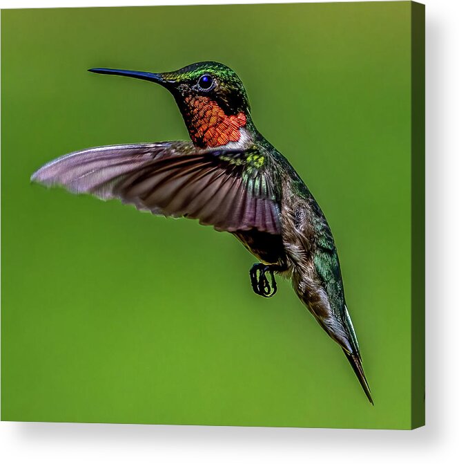 Animal Acrylic Print featuring the photograph Mr. Hummingbird by Brian Shoemaker