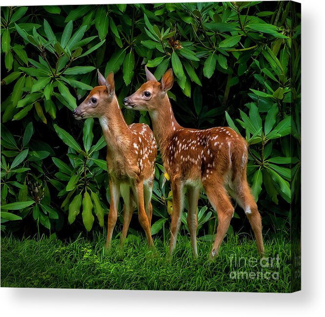 Deer Acrylic Print featuring the photograph Oh, deer... We have been spotted. by Shelia Hunt