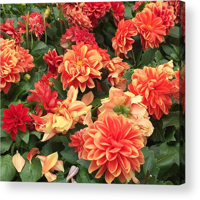 Orange Acrylic Print featuring the digital art Orange Variety by Linda Bailey