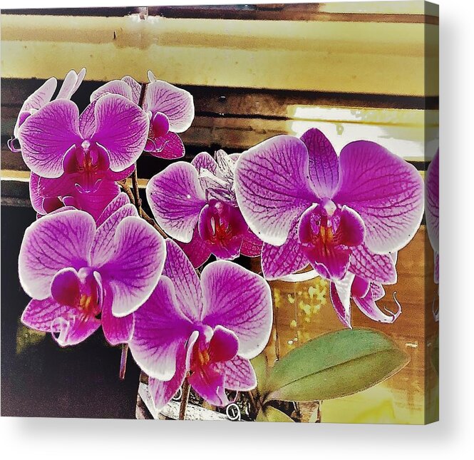 Orchids Acrylic Print featuring the photograph Orchids 2 by John Anderson