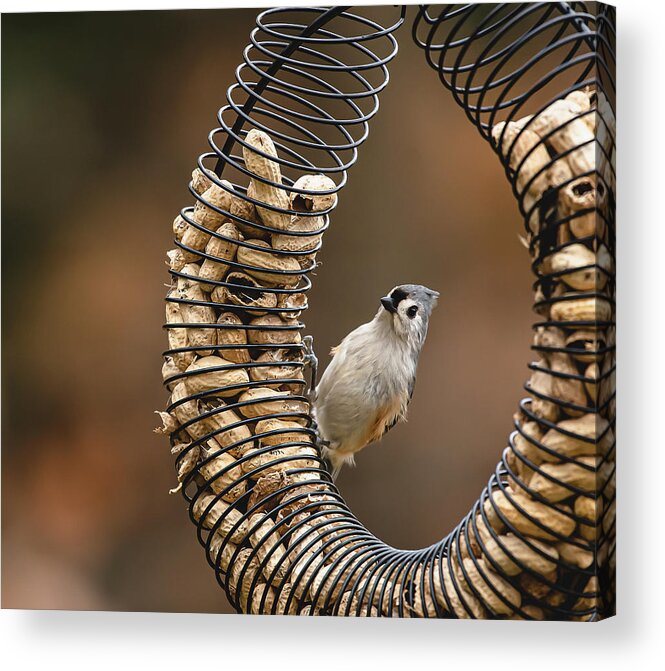 Peanuts Acrylic Print featuring the photograph Peanut Feeder by Lori Rowland