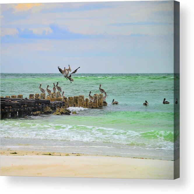 Pelicans Acrylic Print featuring the photograph Pelicans in Florida by Alison Belsan Horton
