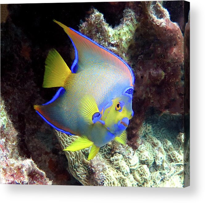 Underwater Acrylic Print featuring the photograph Queen Angelfish 28 by Daryl Duda