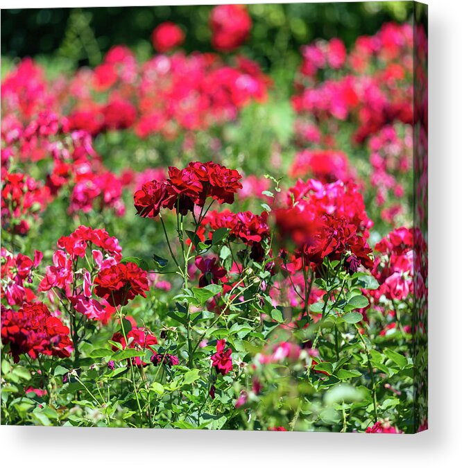 Garden Acrylic Print featuring the photograph Red Roses Garden Background by Mikhail Kokhanchikov