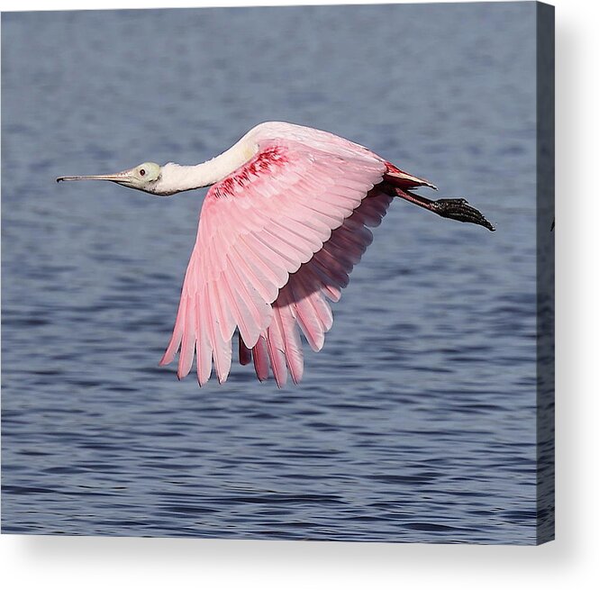 Roseate Spoonbill Acrylic Print featuring the photograph Roseate Spoonbill 6 by Mingming Jiang