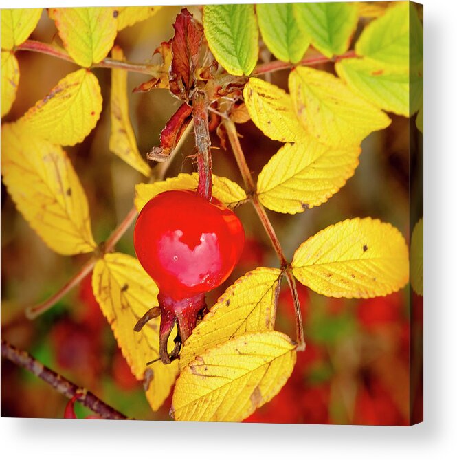 Rose Hip Acrylic Print featuring the photograph Rosehip. Winter is coming. by Elena Perelman