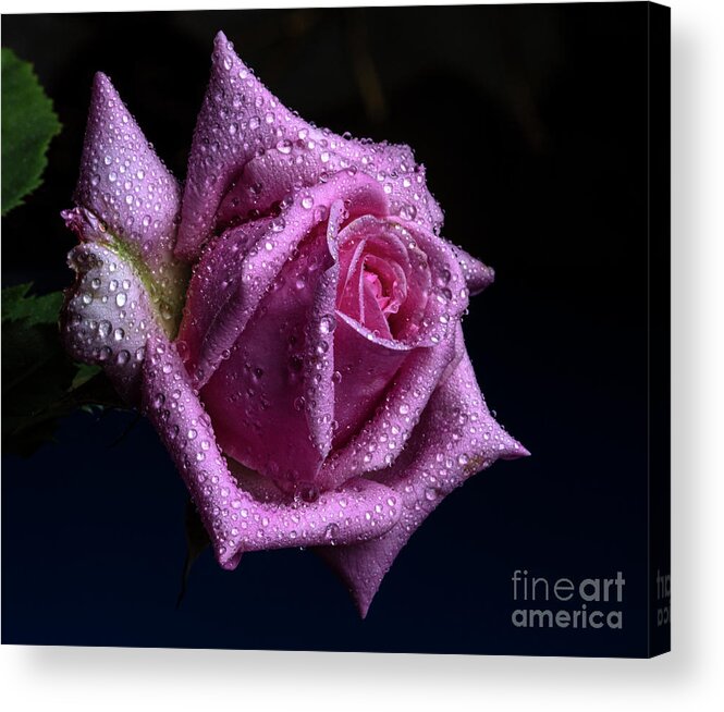 Rose Acrylic Print featuring the photograph Scintillating by Doug Norkum
