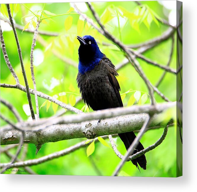 Birds Acrylic Print featuring the photograph Singing Grackle by Mary Walchuck