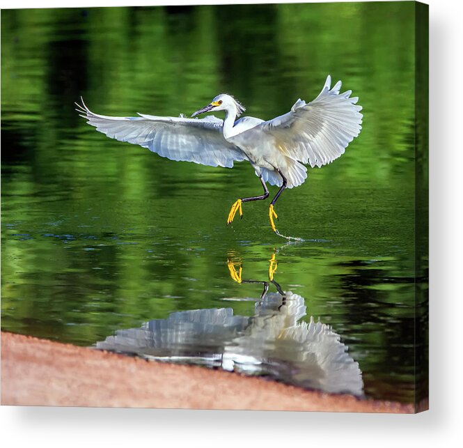 Snowy Egret Acrylic Print featuring the photograph Snowy Egret 6693-061419-2 by Tam Ryan