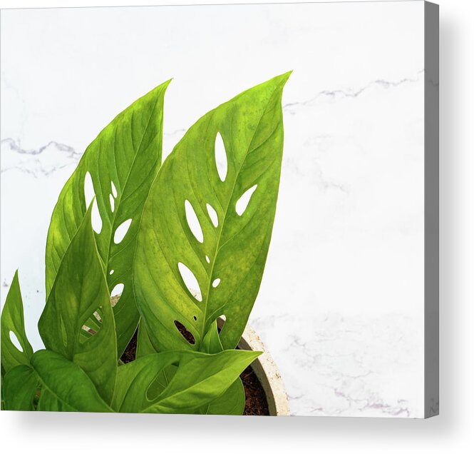 Swiss Cheese Plant Acrylic Print featuring the photograph Swiss Cheese Plant by Jennifer Walsh
