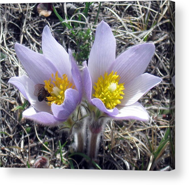 Flower Acrylic Print featuring the photograph The Prairie Crocus by Katie Keenan