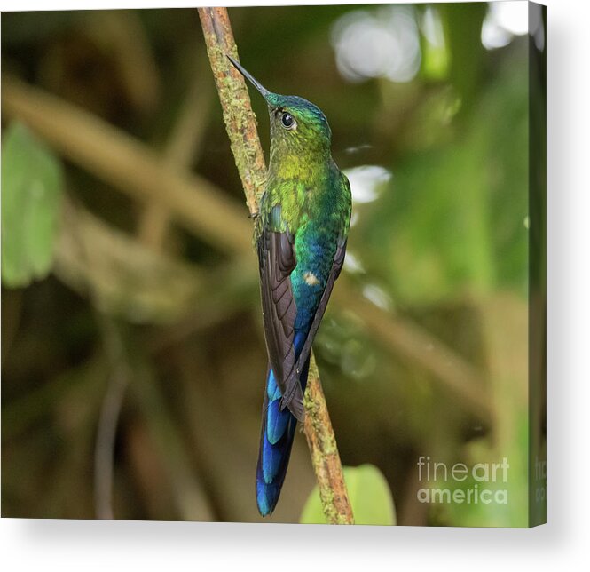 Violet-tailed Sylph Acrylic Print featuring the photograph Violet-Tailed Sylph Male by Eva Lechner