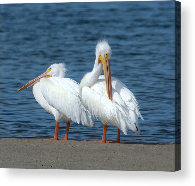White Pelican Acrylic Print featuring the photograph White Pelicans by Rebecca Herranen