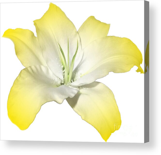 Yellow Acrylic Print featuring the photograph Yellow Lily Flower Best for Shirts and Bags by Delynn Addams