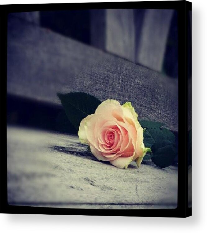 Photography Acrylic Print featuring the photograph Gray In Romantik by Jacqueline Schreiber
