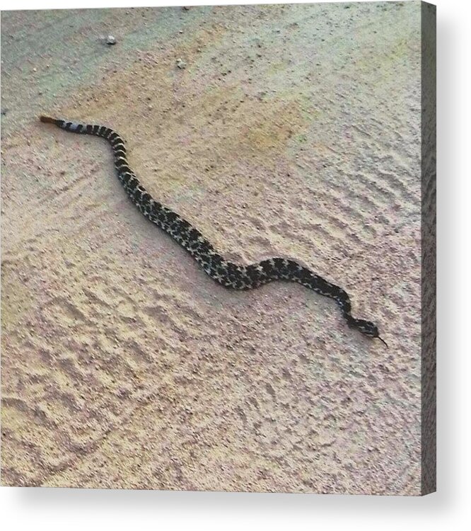 Wildlife Acrylic Print featuring the photograph Wild rattlesnake by Michael Gilan