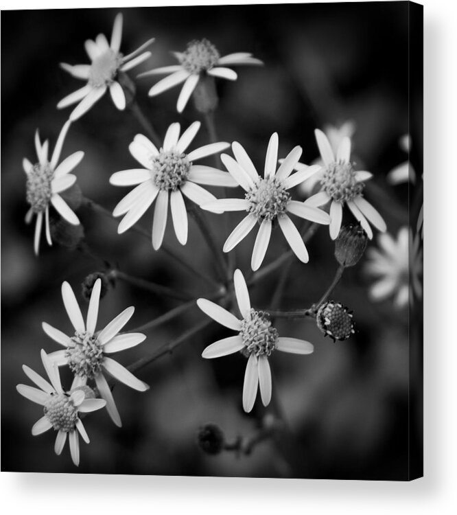 Coker Arboretum Acrylic Print featuring the photograph 03 Fantasy of the Season by Ben Shields