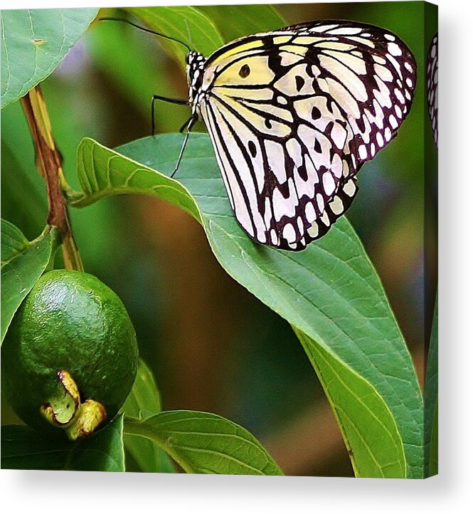 Insect Acrylic Print featuring the photograph A Peaceful Moment #1 by Bruce Bley