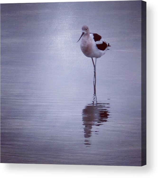 American Avocet Acrylic Print featuring the photograph American Avocet #1 by Anne Thurston