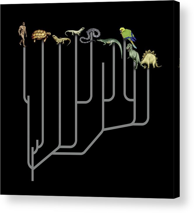 Nobody Acrylic Print featuring the photograph Animal Family Tree #1 by Mikkel Juul Jensen