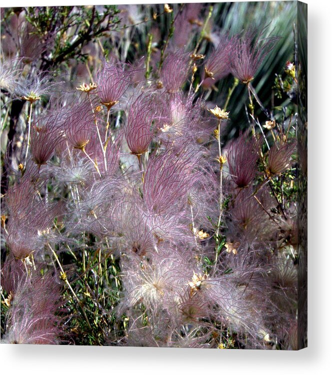 Apache Acrylic Print featuring the photograph Apache Plume #1 by Farol Tomson