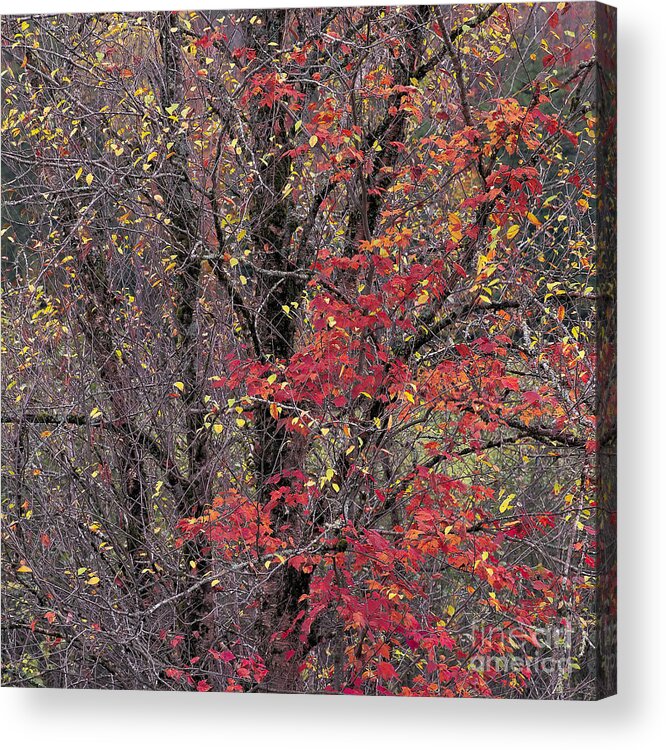 Fall Acrylic Print featuring the photograph Autumn's Palette by Alan L Graham