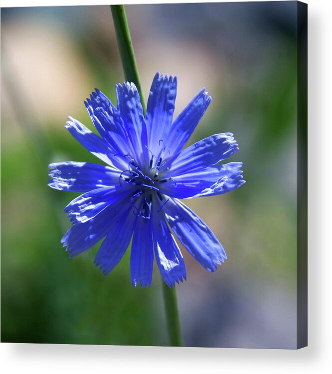 Wildflower Acrylic Print featuring the photograph Sirius by James Knight