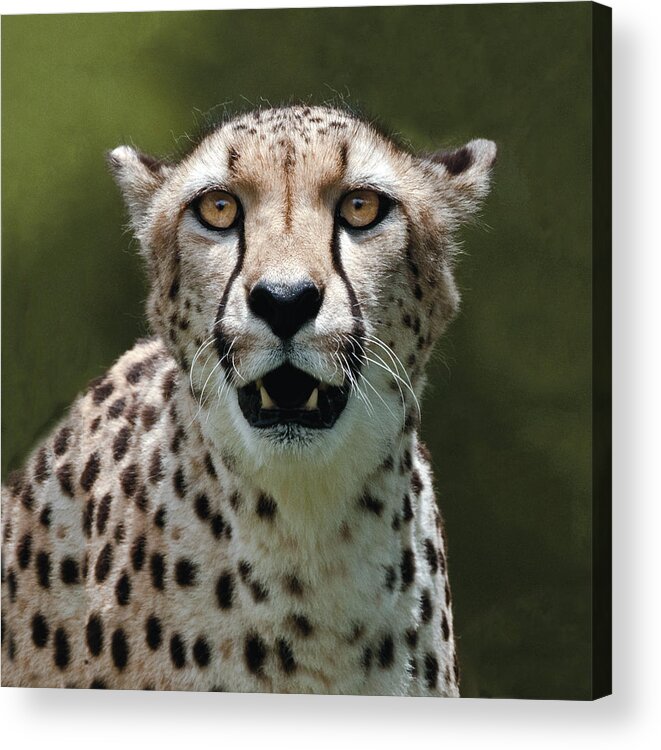 Cheetah Acrylic Print featuring the photograph Cheetah Portrait #1 by William Bitman