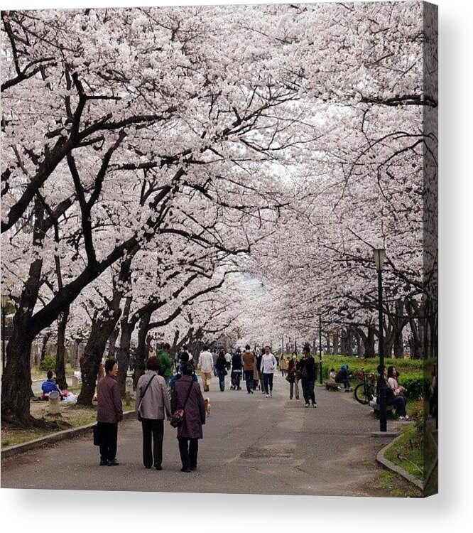  Acrylic Print featuring the photograph Cherryblossom Sakura #1 by My Senx
