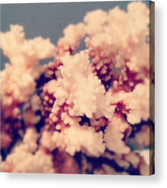 Coral Acrylic Print featuring the photograph Coral #1 by Christy Beckwith