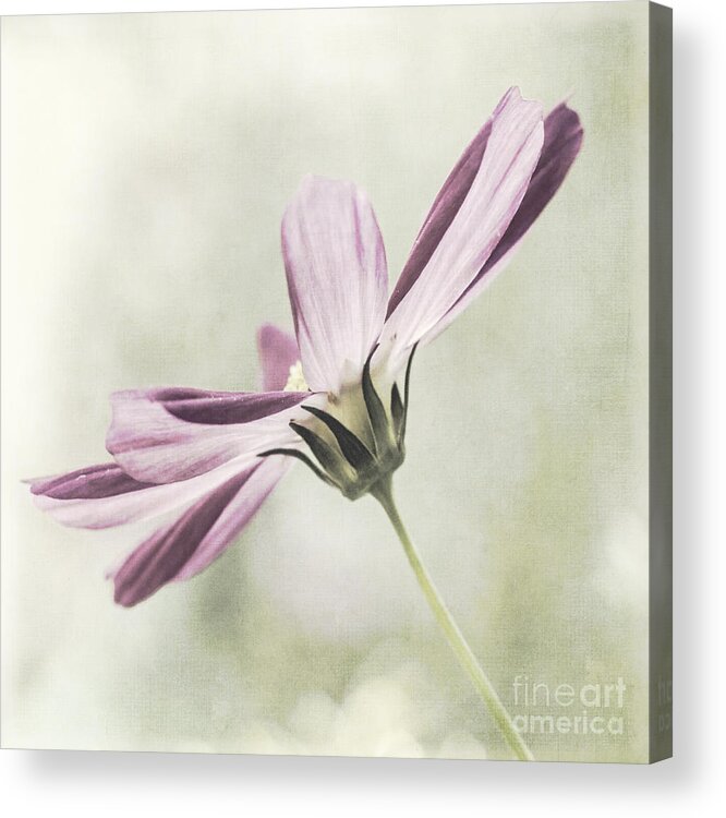 Flower Acrylic Print featuring the photograph Cosmos #1 by Pam Holdsworth