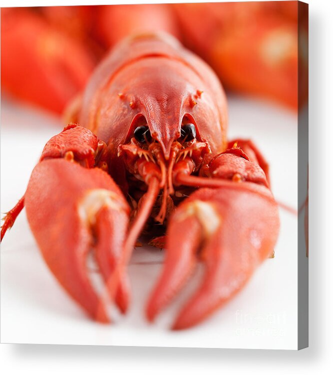 Red Acrylic Print featuring the photograph Crawfish #1 by Kati Finell