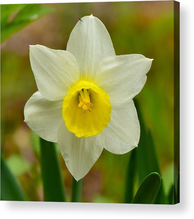 Daffodil Acrylic Print featuring the photograph Daffodil #1 by Ken Stampfer
