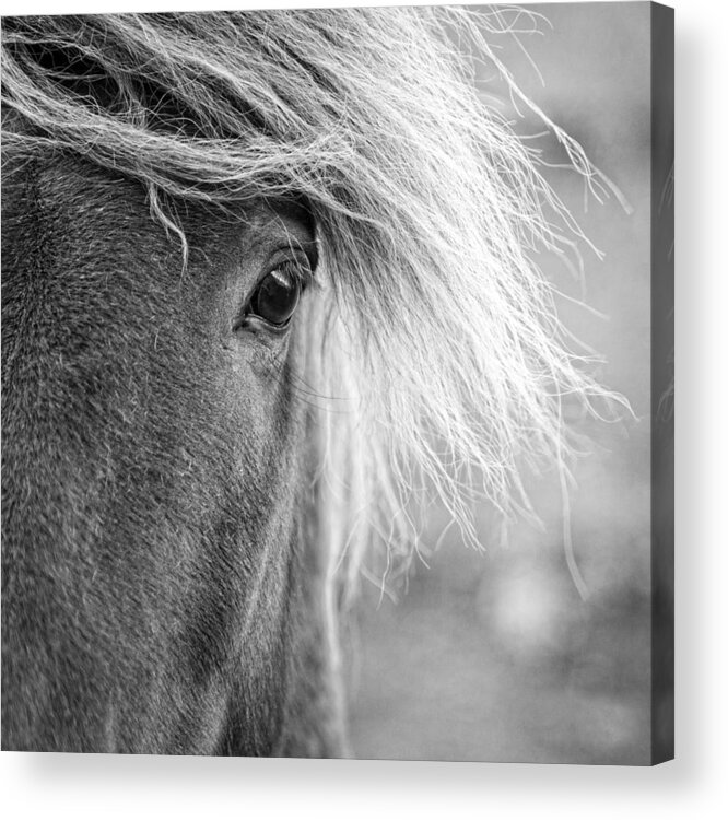 Europe Acrylic Print featuring the photograph Eye of a pony #1 by Alexey Stiop