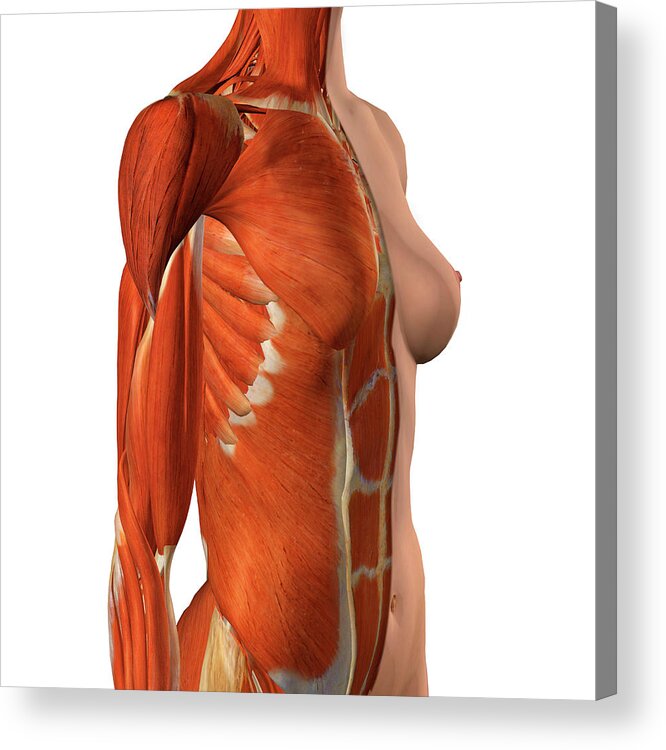 Female Chest And Abdomen Muscles, Split #1 Acrylic Print