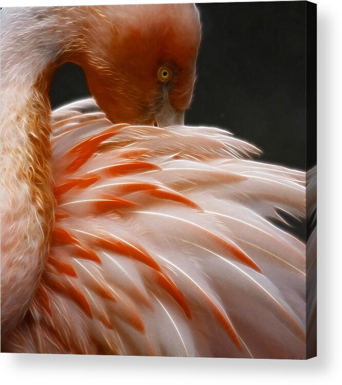 Fine Art Acrylic Print featuring the photograph Flamingo #2 by Steve McKinzie