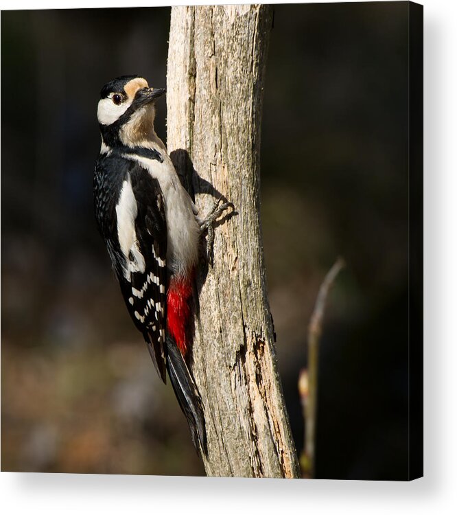 Great Spotted Woodpecker Acrylic Print featuring the photograph Great Spotted Woodpecker #1 by Torbjorn Swenelius