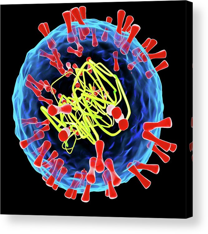 Virus Acrylic Print featuring the photograph Herpes Simplex Type 2 Virus #1 by Mehau Kulyk