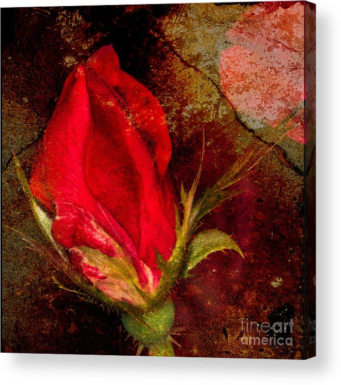 Art Prints Acrylic Print featuring the photograph Impressionistic Rose #1 by Dave Bosse