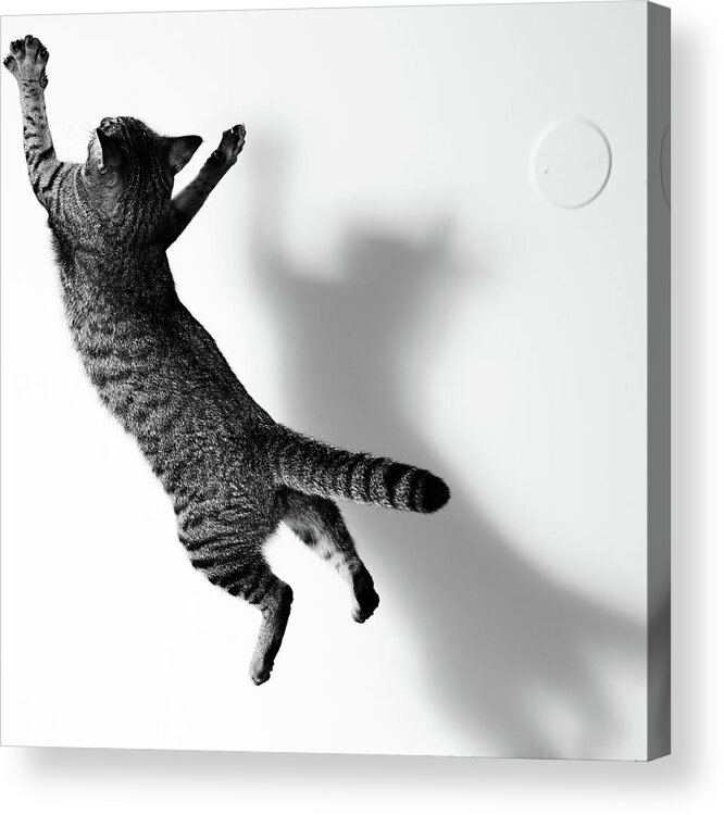 Pets Acrylic Print featuring the photograph Jumping Cat #1 by Akimasa Harada