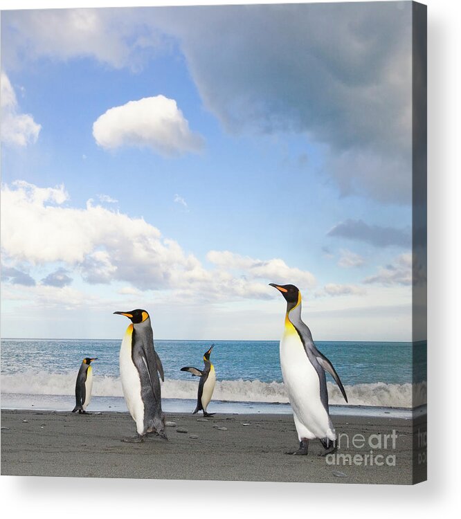 00345363 Acrylic Print featuring the photograph King Penguin at Gold Harbour by Yva Momatiuk John Eastcott